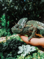Hand chameleon on a walk © Iryna