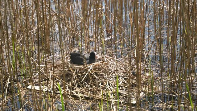 Fulica atra sitting in her nest on the water and her little bird falls from the nest out. Spring season. Little fulica atra.