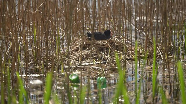 Close up camera view of Fulica atra sitting in her nest on the water surrounded by plastic, glass bottles. Global pollution effect birds and nature.