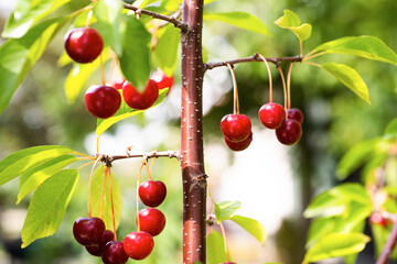 Detail of ripe red sour cherries on tree