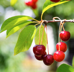 Detail of ripe red sour cherries on tree