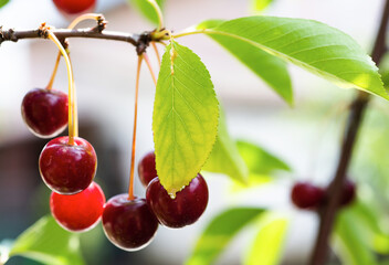 Detail of ripe red sour cherries on tree