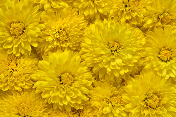 Floral background of yellow chrysanthemums. dandelions pattern