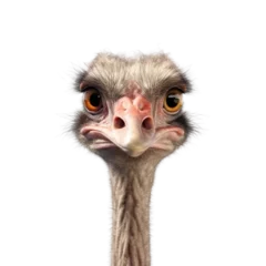 Foto op Canvas ostrich face shot isolated on transparent background cutout © PNG WORLD