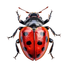 Foto op Plexiglas ladybug insect bug beetle ladybirds transparent background © Classy designs