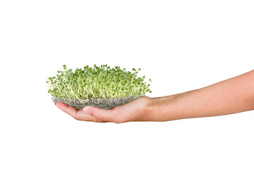 microgreens in hand, sprouted chia seeds in palm on white, isolate, young greens, raw food, vegan