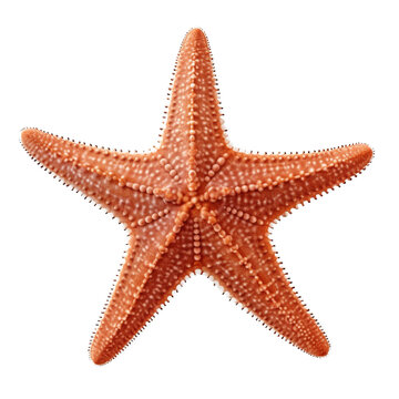 6+ Hundred Common Star Fish Royalty-Free Images, Stock Photos & Pictures