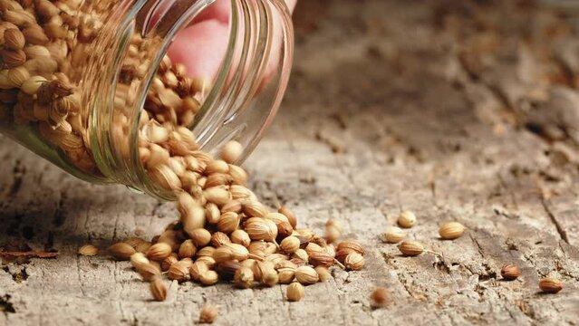 Coriander seeds a spice of Mediterranean origin