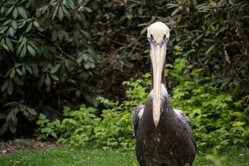 Close up of a Peruvian Pelican. Pelecanus thagus. Paracas, Peru