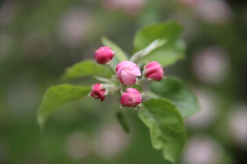 Fototapeta na wymiar tree blossom in spring 2