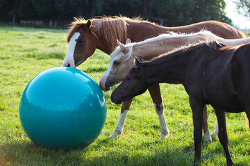 Pferde spielen mit Ball