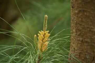 Pollen cone or flower of pine tree