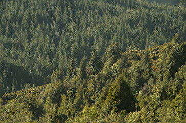 New Zealand native forest and plantation forest