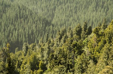 New Zealand native forest and plantation forest 