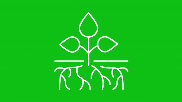 Animated plant roots white line icon. Growing roots animation. Roots structure. Moving leaves. Loop HD video with chroma key, alpha channel, transparent background. Outline motion graphic animation