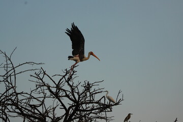stork in flight