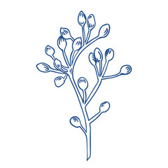 Eucalyptus seeds. Eucalyptus branch. Blue. Botanical illustration. Engraving style.