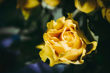 Jolie rose jaune dans le jardin dans la lumière du soleil 
