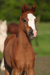 Welsh Pony Fohlen