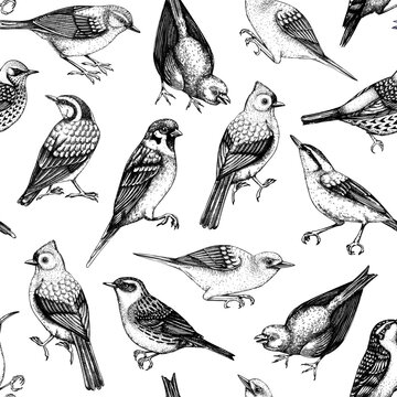 Hand drawn birds seamless pattern in engraved style. Backyard songbirds - eyebrowed thrush, titmouse, sparrow, great tit vector background. Detailed wildlife texture
