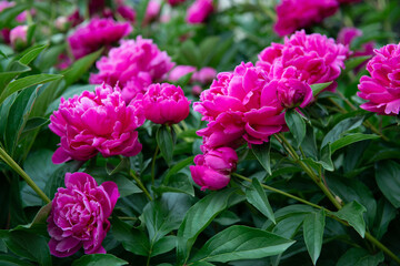 Peonies, bush blooming. Beautiful pink flowers, beauty in park at spring