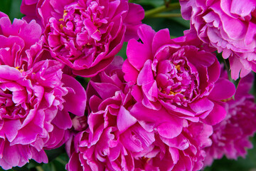 Peonies, bush blooming. Beautiful pink flowers, beauty in park at spring