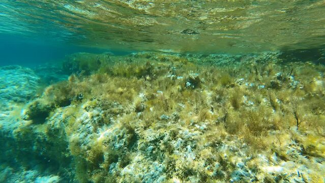 Underwater video of fish ornate wrasse swimming over rocks in the sea. Crete. Greece
