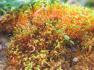 Close-up of lingonberries growing in moss