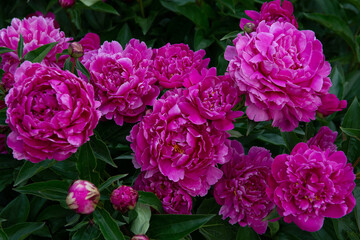 Peonies, bush blooming. Beautiful pink flowers, beauty in park at spring