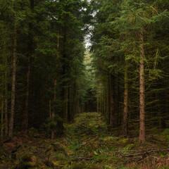 Fototapeta premium A dark cathedral of conifers in Cropton Forest Light and shade in dense forest