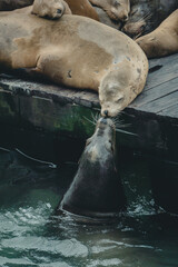 seal in the water kissing