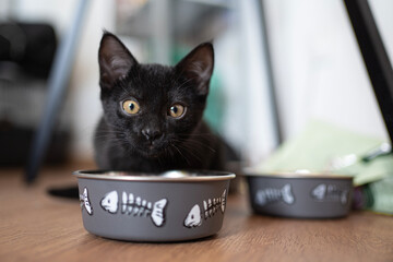 Domestic life with pet. Portrait of young Baby black cat looking at camera at lunch time.