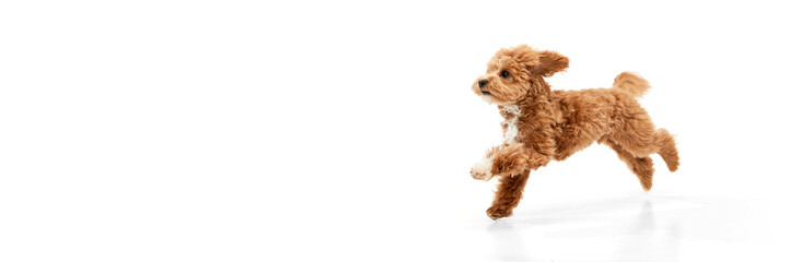 Portrait of cute joyful animal, Maltipoo with red fur jumping in motion isolated on white background. Pet looks healthy and happy. Banner with copy space