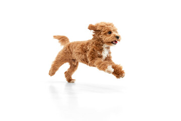 Portrait with dog, Maltipoo breed with brown fur jumping in motion isolated over white studio...