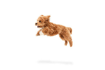 Portrait of cute joyful animal, Maltipoo with red fur jumping in motion isolated over white background. Carefree doggy