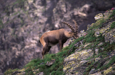 alpine ibex (capra ibex) stambecco