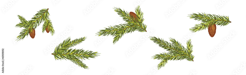 Poster coniferous pine green branch and twig with needles and cone vector set