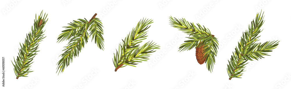 Poster coniferous pine green branch and twig with needles and cone vector set