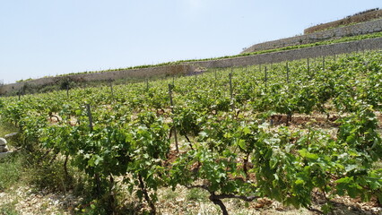 Fototapeta na wymiar Vines in vineyard