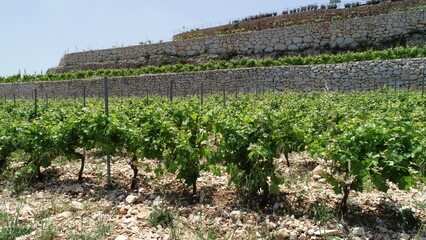 Fototapeta na wymiar Vines in vineyard