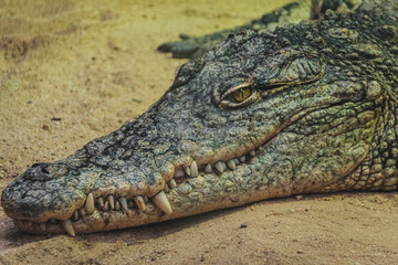Crocodile skin 
