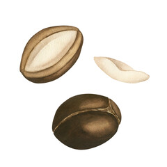 Watercolor set of ripe nuts and argan tree seeds, highlighted on a white background. Suitable for the design of cosmetics, shampoos, soaps, creams, textiles, printing and web design