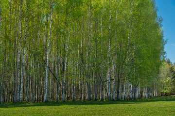  birch forest in spring © Miervaldis Ozols