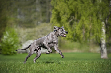 happy young great dane dog running in the park