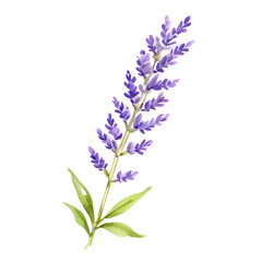 Obraz premium Watercolor illustration of a branch of lavender on a white background. Generative AI