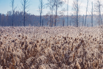 Dry grass of the swamp at cold morning.