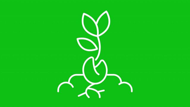 Germination white line animation. Animated sprout growing from seed. Plant roots growth. Loop HD video with chroma key, alpha channel, transparent background. Outline motion graphic animation