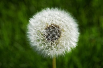 dandelion on green background