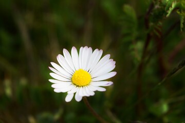 Little Daisy in the Garden