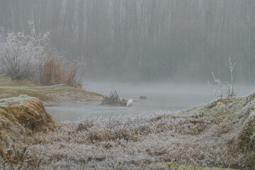 Little Egret (Egretta garzetta) awaits its prey on the banks of the Tigris River on a cold winter...